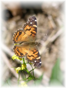 butterfly-picture
